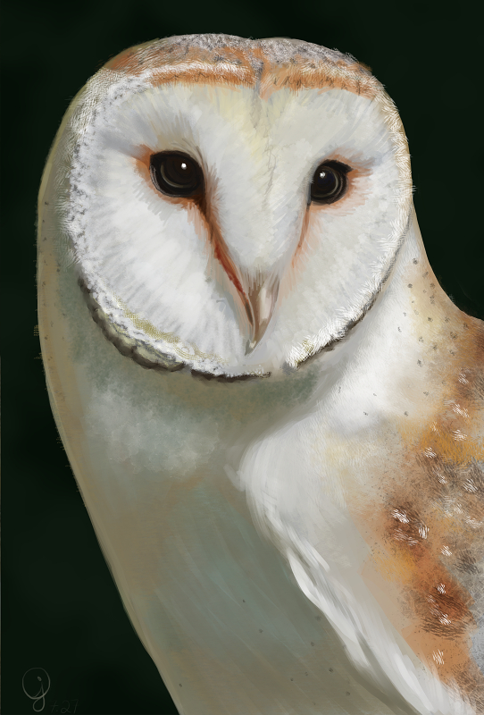First Owl